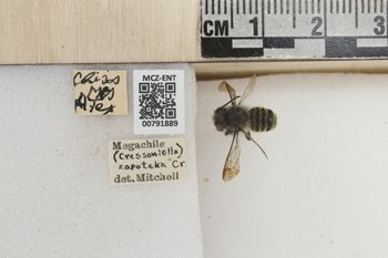 Media type: image;   Entomology 791889 Aspect: Labels